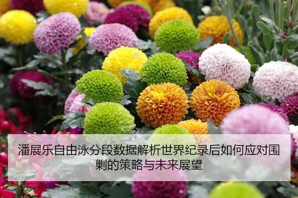 潘展乐自由泳分段数据解析世界纪录后如何应对围剿的策略与未来展望